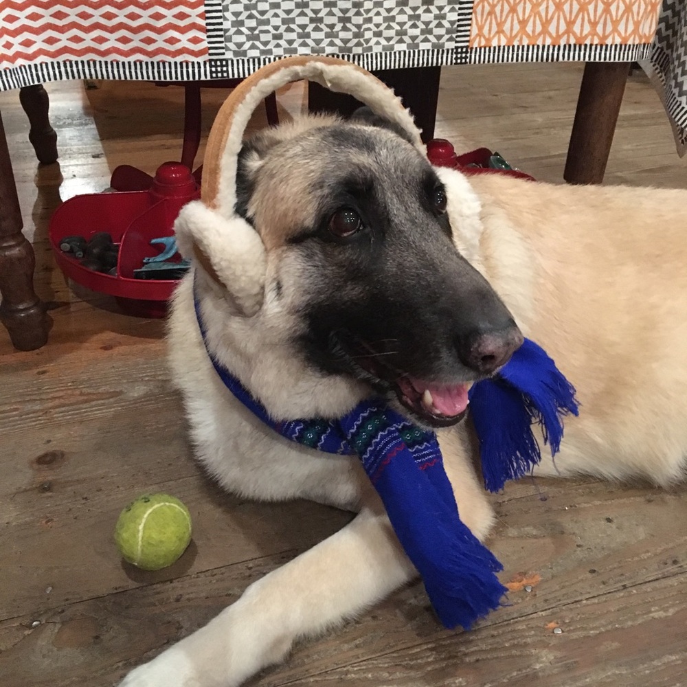 Meet your Posher, Millie